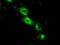 SIL1 Nucleotide Exchange Factor antibody, TA500997, Origene, Immunofluorescence image 