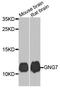 G Protein Subunit Gamma 7 antibody, A10009, ABclonal Technology, Western Blot image 