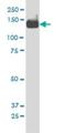 Phosphoinositide-3-Kinase Regulatory Subunit 4 antibody, H00030849-M03, Novus Biologicals, Western Blot image 