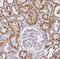 Phosphodiesterase 6D antibody, NBP1-86275, Novus Biologicals, Immunohistochemistry frozen image 