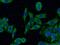 NNTM antibody, 13442-2-AP, Proteintech Group, Immunofluorescence image 