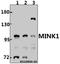 Misshapen Like Kinase 1 antibody, A06134-1, Boster Biological Technology, Western Blot image 