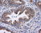 MTOR Associated Protein, Eak-7 Homolog antibody, LS-C175773, Lifespan Biosciences, Immunohistochemistry frozen image 