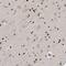 Zinc Finger E-Box Binding Homeobox 1 antibody, NBP1-88845, Novus Biologicals, Immunohistochemistry frozen image 