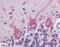 Htk antibody, 51-327, ProSci, Immunohistochemistry paraffin image 