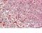 Ubiquitin Protein Ligase E3 Component N-Recognin 4 antibody, NBP1-45235, Novus Biologicals, Immunohistochemistry frozen image 