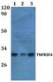 TNF Receptor Superfamily Member 4 antibody, GTX66795, GeneTex, Western Blot image 