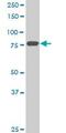 Mitofusin 2 antibody, ab56889, Abcam, Western Blot image 