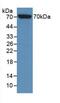 Heat Shock Protein Family A (Hsp70) Member 1 Like antibody, abx131917, Abbexa, Western Blot image 