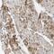 Nebulette antibody, NBP1-86462, Novus Biologicals, Immunohistochemistry frozen image 