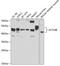 Actin Like 6B antibody, A7108, ABclonal Technology, Western Blot image 