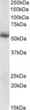 Copine 1 antibody, LS-C112968, Lifespan Biosciences, Western Blot image 