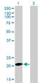 Ras Homolog Family Member C antibody, LS-C196687, Lifespan Biosciences, Western Blot image 