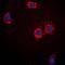 Troponin I3, Cardiac Type antibody, orb214686, Biorbyt, Immunofluorescence image 