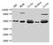 NAD Kinase 2, Mitochondrial antibody, CSB-PA676825LA01HU, Cusabio, Western Blot image 