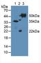 Tubulin Delta 1 antibody, LS-C296839, Lifespan Biosciences, Western Blot image 