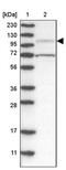 Up-regulator of cell proliferation antibody, PA5-54158, Invitrogen Antibodies, Western Blot image 