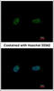 Poly(ADP-Ribose) Polymerase Family Member 3 antibody, ALX-210-971-R100, Enzo Life Sciences, Immunofluorescence image 