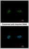 Poly [ADP-ribose] polymerase 3 antibody, ALX-210-971-R100, Enzo Life Sciences, Immunofluorescence image 