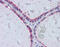 Kinesin Family Member 20A antibody, 27-225, ProSci, Immunohistochemistry paraffin image 