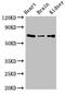 Sodium- and chloride-dependent GABA transporter 2 antibody, LS-C679525, Lifespan Biosciences, Western Blot image 