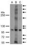 G Protein-Coupled Estrogen Receptor 1 antibody, NBP1-31239, Novus Biologicals, Western Blot image 