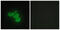 Creatine Kinase, M-Type antibody, abx013363, Abbexa, Western Blot image 