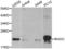 Ras Homolog Family Member C antibody, LS-C331232, Lifespan Biosciences, Western Blot image 