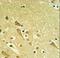 Proteasomal ATPase Associated Factor 1 antibody, LS-C163330, Lifespan Biosciences, Immunohistochemistry frozen image 