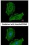 Tyrosine-protein phosphatase non-receptor type 12 antibody, PA5-27733, Invitrogen Antibodies, Immunofluorescence image 