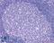 Free Fatty Acid Receptor 2 antibody, LS-A1578, Lifespan Biosciences, Immunohistochemistry frozen image 