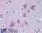 Tripartite Motif Containing 2 antibody, PA5-18152, Invitrogen Antibodies, Immunohistochemistry frozen image 