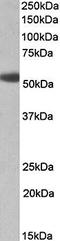 MIA SH3 Domain Containing antibody, orb79341, Biorbyt, Western Blot image 