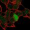 Inhibitor Of DNA Binding 4, HLH Protein antibody, PA5-66347, Invitrogen Antibodies, Immunofluorescence image 