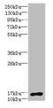 Nuclear Receptor 2C2 Associated Protein antibody, A63046-100, Epigentek, Western Blot image 