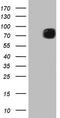 COX2 antibody, LS-C339529, Lifespan Biosciences, Western Blot image 