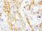 Defensin Beta 1 antibody, PA1450, Boster Biological Technology, Immunohistochemistry paraffin image 