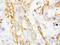 Defensin Beta 1 antibody, PA1450, Boster Biological Technology, Immunohistochemistry paraffin image 