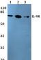 Interleukin 9 Receptor antibody, A07490-1, Boster Biological Technology, Western Blot image 