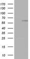 Zinc Finger Protein 34 antibody, LS-C338800, Lifespan Biosciences, Western Blot image 