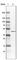 Citrate Synthase antibody, AMAb91008, Atlas Antibodies, Western Blot image 