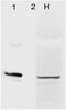 AHSA1 antibody, 11140, QED Bioscience, Western Blot image 