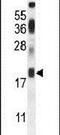 Iron-Sulfur Cluster Assembly 2 antibody, PA5-23993, Invitrogen Antibodies, Western Blot image 