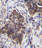 Glucosidase Alpha, Acid antibody, abx026876, Abbexa, Immunohistochemistry frozen image 