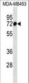 Zinc Finger Protein 326 antibody, LS-C157442, Lifespan Biosciences, Western Blot image 