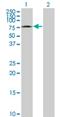 Mediator Complex Subunit 26 antibody, H00009441-M06, Novus Biologicals, Western Blot image 