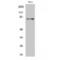 Ezrin antibody, LS-C383430, Lifespan Biosciences, Western Blot image 