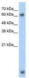 Dipeptidase 1 antibody, TA329749, Origene, Western Blot image 
