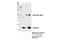 Cystatin C antibody, 24840S, Cell Signaling Technology, Immunoprecipitation image 