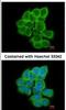 Regulator Of G Protein Signaling 17 antibody, NBP1-33694, Novus Biologicals, Immunofluorescence image 